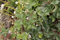 Rubus affinis