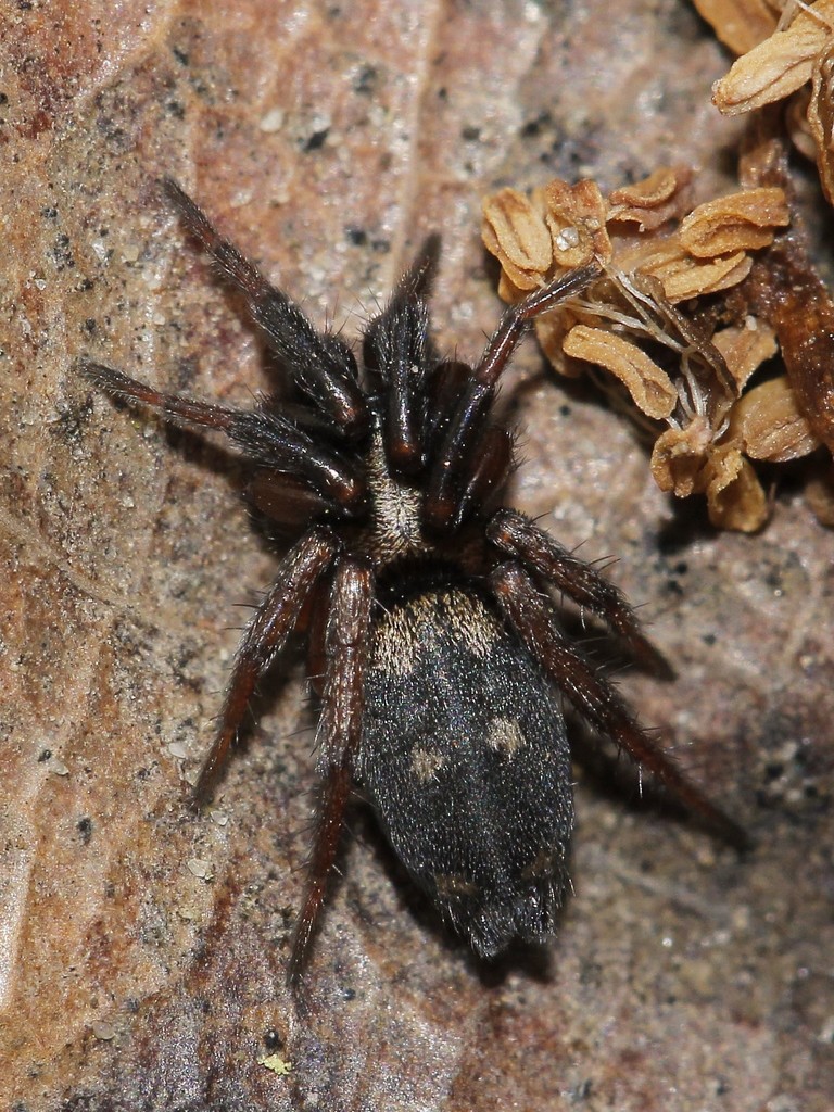 Callilepis nocturna