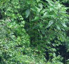 Ceratiosicyos laevis