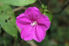 Ipomoea dumosa