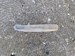 Ensis minor