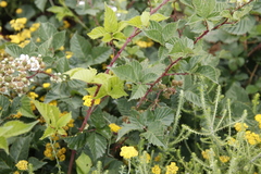 Rubus affinis