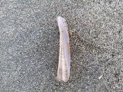 Ensis minor