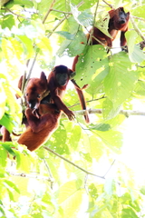 Alouatta sara