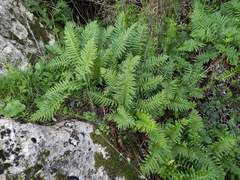 Polypodium cambricum