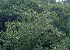 Dais cotinifolia