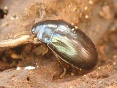 Platydema violacea
