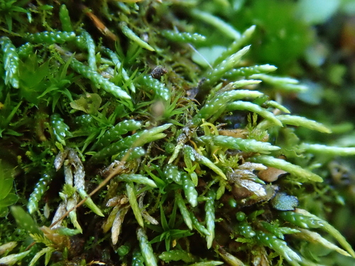 Anomobryum julaceum image