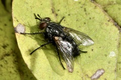 Voria ruralis
