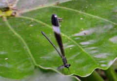 Psolodesmus mandarinus mandarinus
