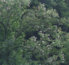 Dais cotinifolia