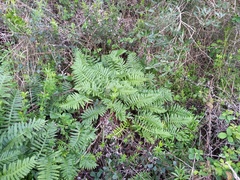 Polypodium cambricum