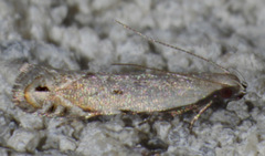 Battaristis nigratomella