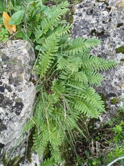 Polypodium cambricum