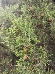 Juniperus canariensis