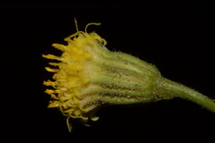 Perityle tenella