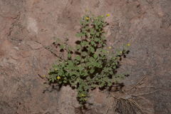 Perityle tenella