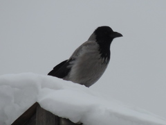 Corvus cornix cornix