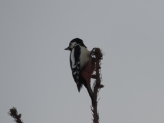 Dendrocopos major major