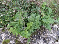 Polypodium cambricum