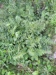 Polypodium cambricum