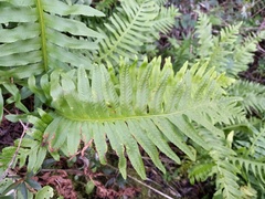 Polypodium cambricum