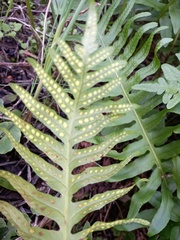 Polypodium cambricum