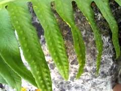 Polypodium cambricum