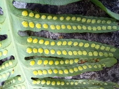 Polypodium cambricum