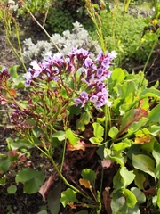 Limonium benmageci