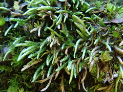 Anomobryum julaceum image