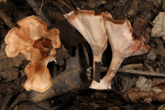 Podoscypha ravenelii