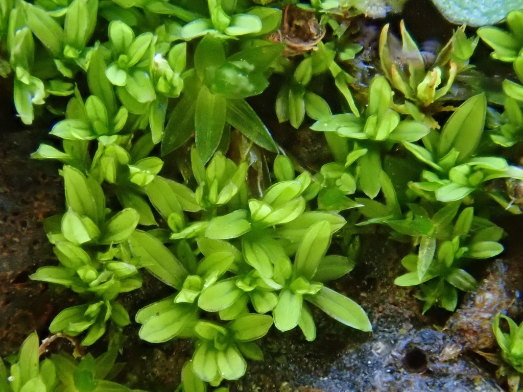 Tortula solmsii