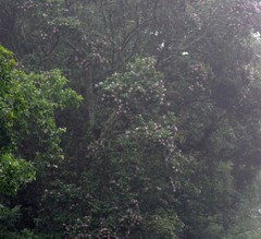Dais cotinifolia