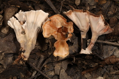 Podoscypha ravenelii