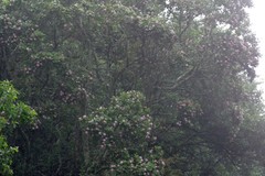 Dais cotinifolia