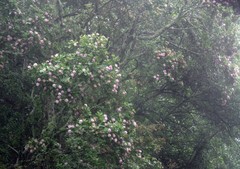 Dais cotinifolia