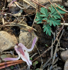 Dicentra uniflora