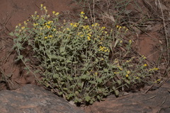 Perityle tenella