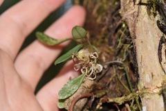 Masdevallia nidifica