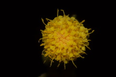 Perityle tenella