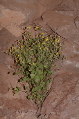 Perityle tenella