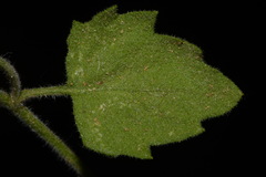 Perityle tenella
