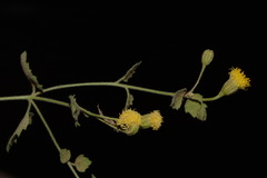 Perityle tenella