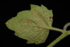 Perityle tenella