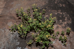 Perityle tenella