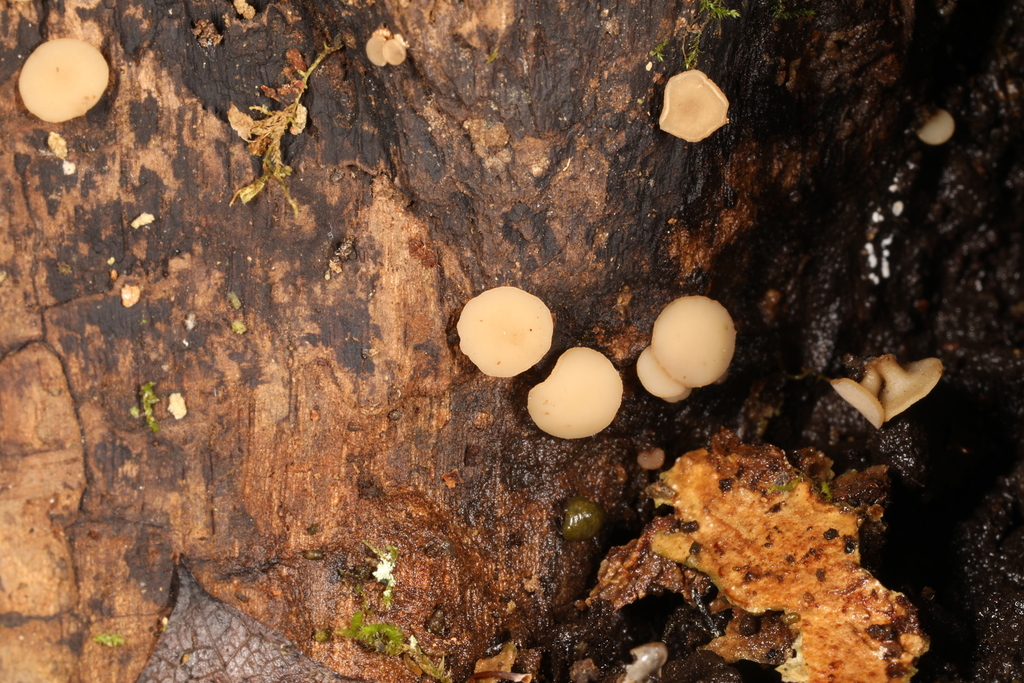 tatraea-macrospora-from-3451-harmonie-state-park-rd-new-harmony-in