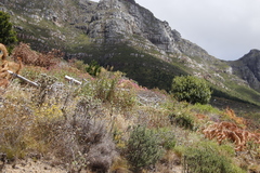 Phylica pubescens