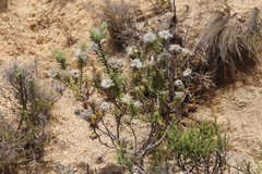 Phylica pubescens