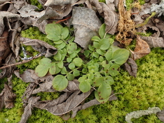 Phacelia dubia interior